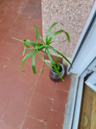 Planta de papiro pequeña.