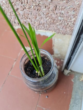 Planta de papiro pequeña.