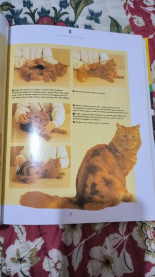 El Libro de Los Gatos
