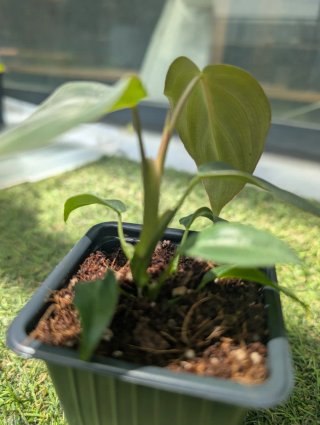 Philodendron Gloriosum Planta
