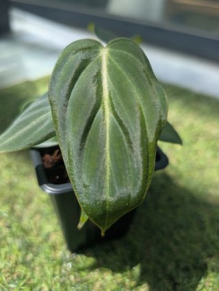 Philodendron Gloriosum Planta