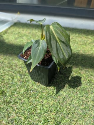 Philodendron Gloriosum Planta