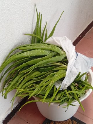 Regalo Aloe Vera Gratis