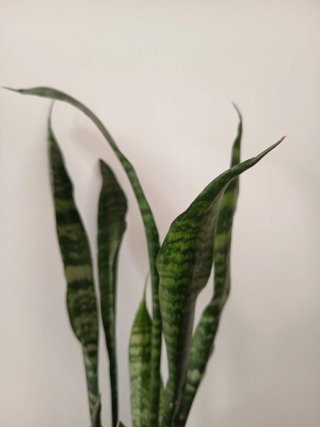 Planta de interior Sansevieria