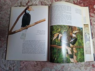 NEL MERAVIGLIOSO REGNO DEGLI ANIMALI
