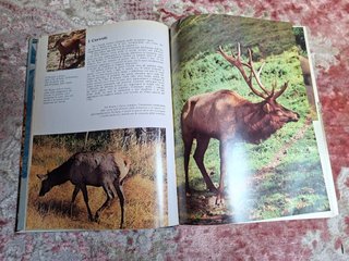 NEL MERAVIGLIOSO REGNO DEGLI ANIMALI