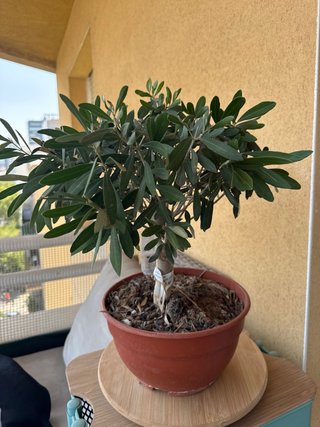 Pre Bonsai Olivo