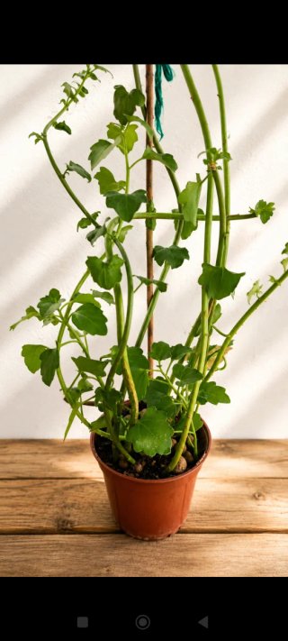 M. Carmen -Planta Senecio Angulatus Trepadora