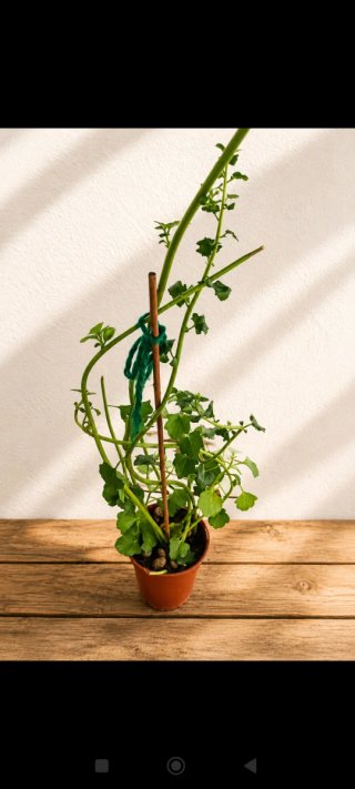 M. Carmen -Planta Senecio Angulatus Trepadora