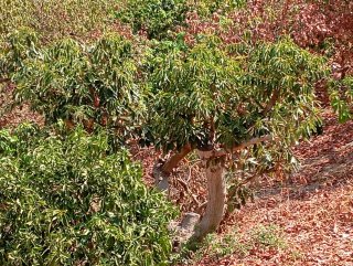 Finca aguacates y mangos con 4 pozos