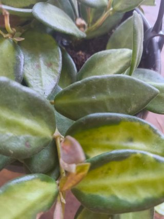 Hoya Burtonieae Variegata