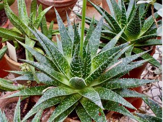 xGasteraloe Beguinii   planta con raices