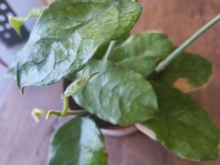 Hoya villosa planta