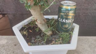 Pre bonsai olivo.