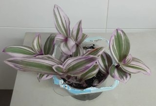 Tradescantia Nanouk Planta
