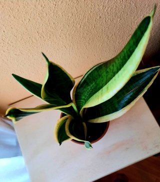 Planta Sansevieria Natural