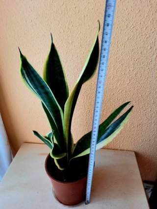 Planta Sansevieria Natural