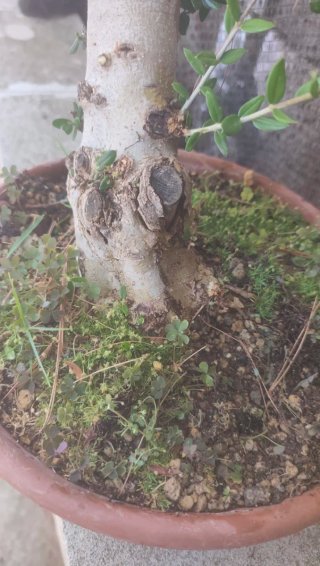 Pre bonsai olivo