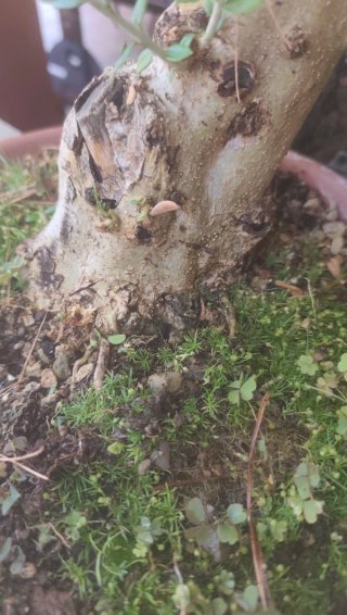 Pre bonsai olivo