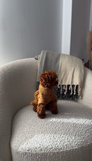 Jersey Nuk para perro/a marrón