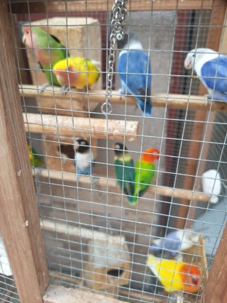 Jaula grande de madera para pájaros