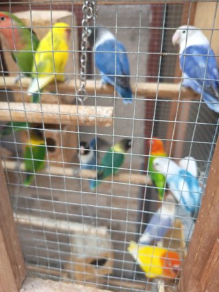 Jaula grande de madera para pájaros