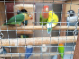 Jaula grande de madera para pájaros