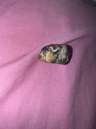 Piedra Calcedonia Forma Animal Rara.
