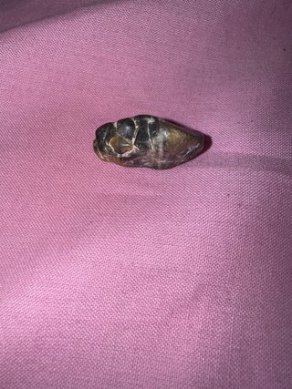Piedra Calcedonia Forma Animal Rara.