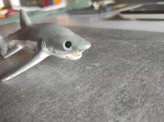 Tiburón Blanco, Safari 1995