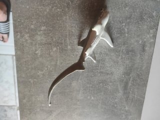 Tiburón Blanco, Safari 1995
