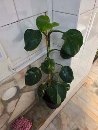 Philodendron White Wizard