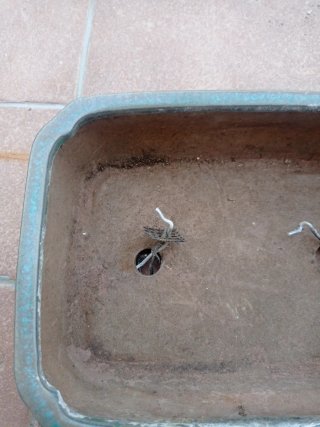 Maceta de cerámica para bonsái
