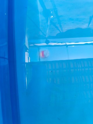 Piscina Hinchable Azul y Blanca