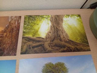 Lote postales árboles