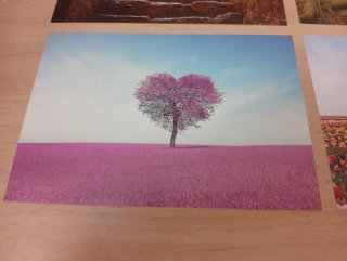 Lote postales árboles
