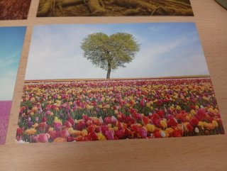Lote postales árboles