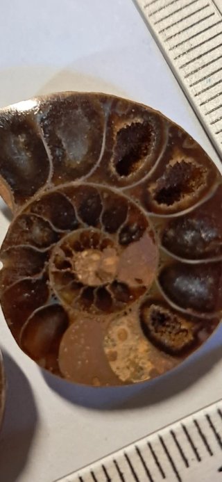 Ammonite sezionata - Fossil