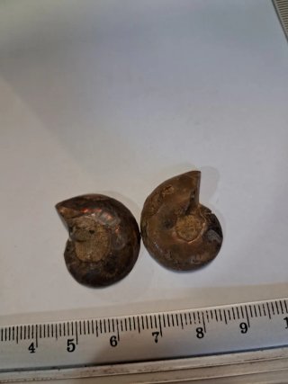 Ammonite sezionata - Fossil