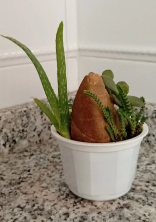 Jardín Zen Jade Bonsái y Duende de Piedra