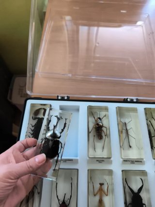 Colección de insectos