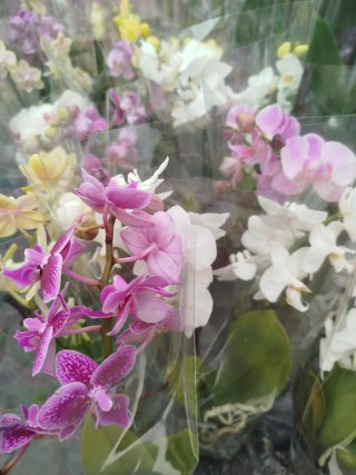Orquídea Phalaenopsis