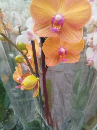 Orquídea Phalaenopsis