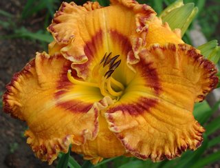daylily PREMIUM XXL Hemerocallis Amber Treasure