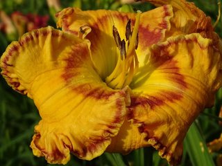 daylily PREMIUM XXL Hemerocallis Amber Treasure