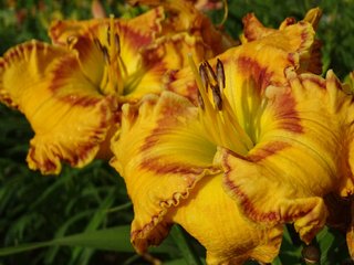 daylily PREMIUM XXL Hemerocallis Amber Treasure