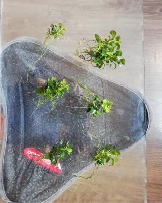 Anubia planta acuática