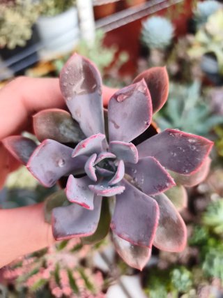 Graptoveria Debbie 5.5cm