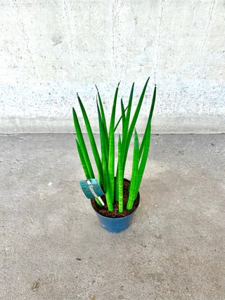 Planta interior/exterior “Sansevieria Cylindrica”