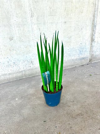 Planta interior/exterior “Sansevieria Cylindrica”